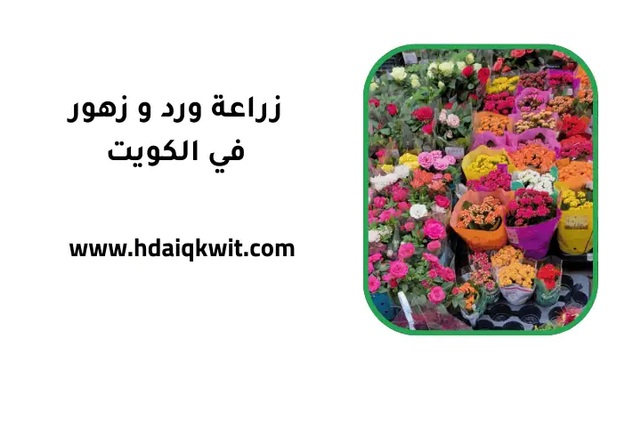 زراعة ورد و زهور في الكويت 24 ساعة – افضل مهندس تنسيق حدائق 1 فني زراعة ورد و زهور
