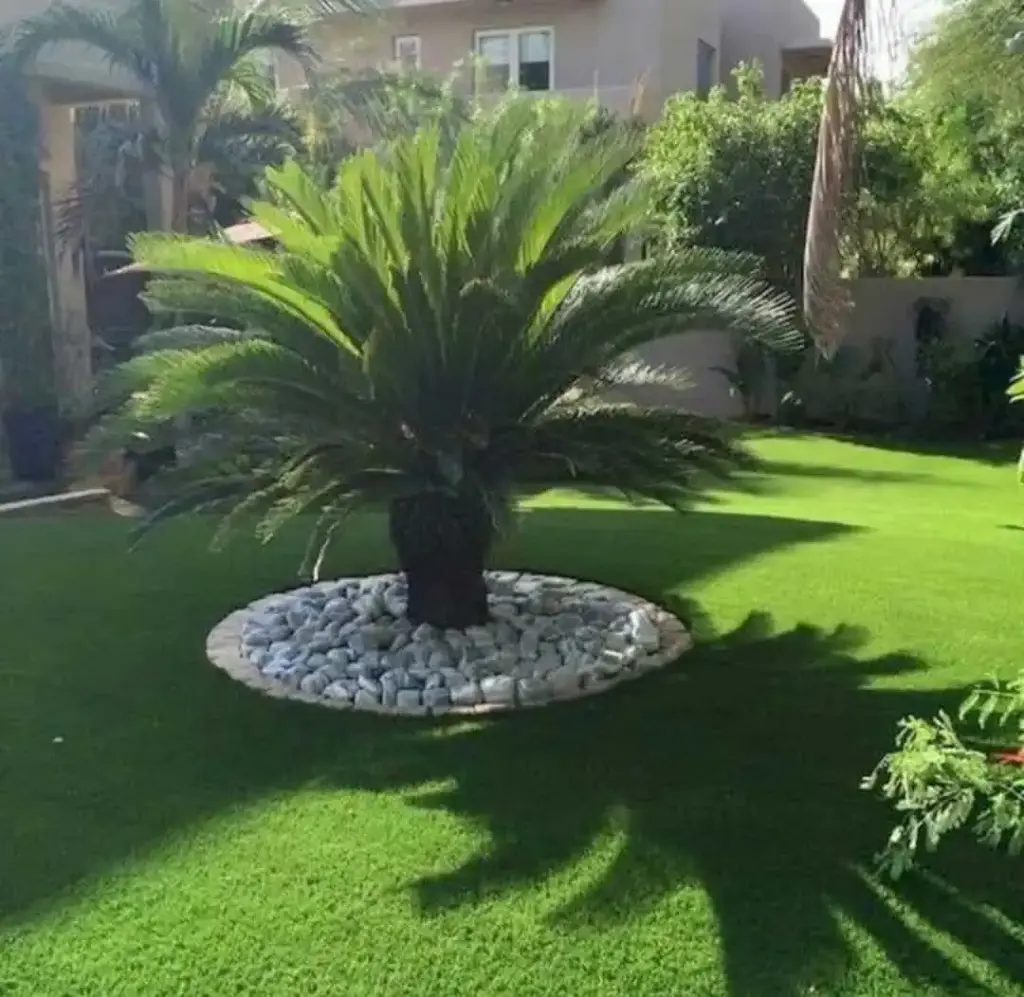 تنسيق حدائق الكويت 22 قص الاشجار 1